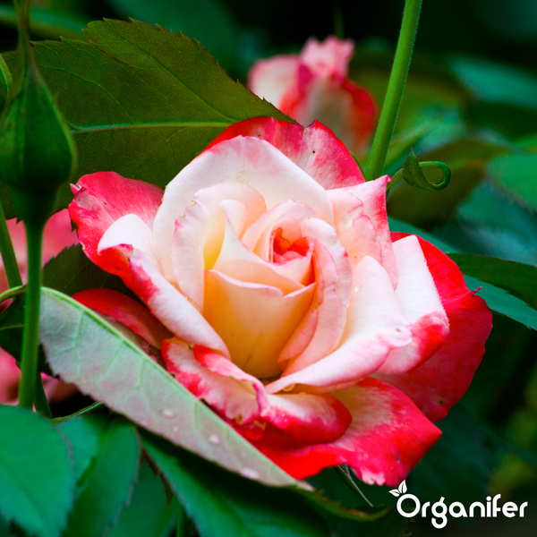 Zweifarbige Rosenblüte mit grünen Blättern und einer Rosenknospe. Organifer Logo.