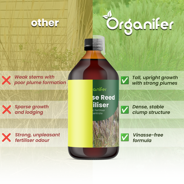 Vorher-Nachher-Vergleich einer Pflanze nach Anwendung von Organifer Dünger, von vertrocknet zu gesund und blühend.