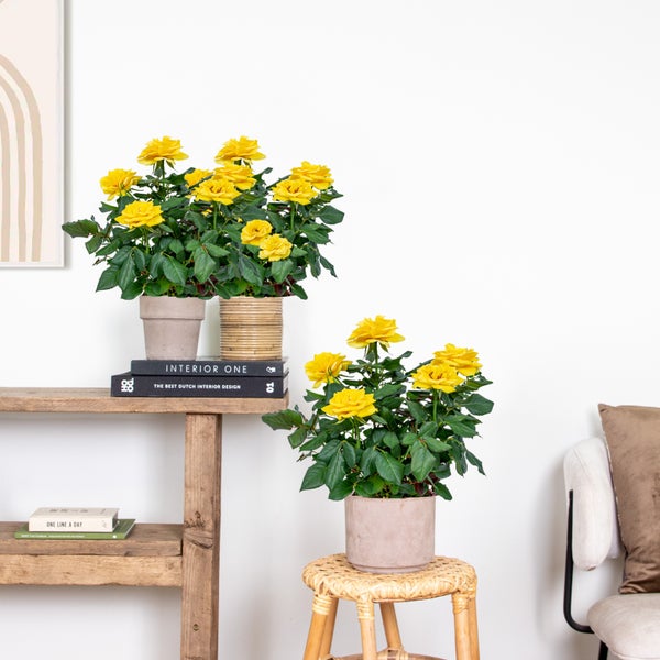 Bloomique - 3er-Set - Topfrosen Gelb - Für drinnen und draußen geeignet - Zimmerpflanzen - Gartenpflanzen - Terrassenpflanzen - Winterhart - 20-30 cm Hoch - Topf 12 cm