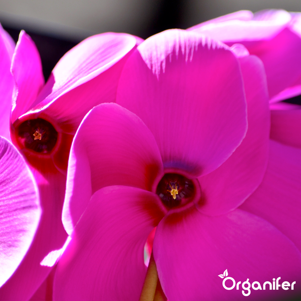 Nahaufnahme von pinkfarbenen Alpenveilchen-Blüten mit Organifer Logo.