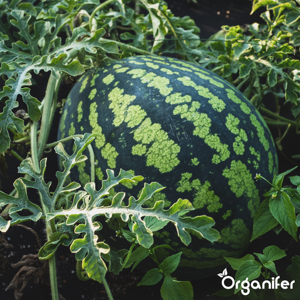 Große gestreifte Wassermelone wächst im Gartenbeet zwischen Blättern und Ranken. Organifer Logo.