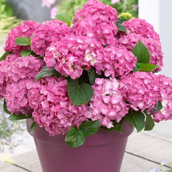 Bloomique - 3er-Mix - Hydrangea Macrophylla - Rosa, Blau, Weiß - Hortensie - Bauernhortensie - Gartenpflanzen - Winterhart - 20-30 cm Hoch - Topf 10,5 cm