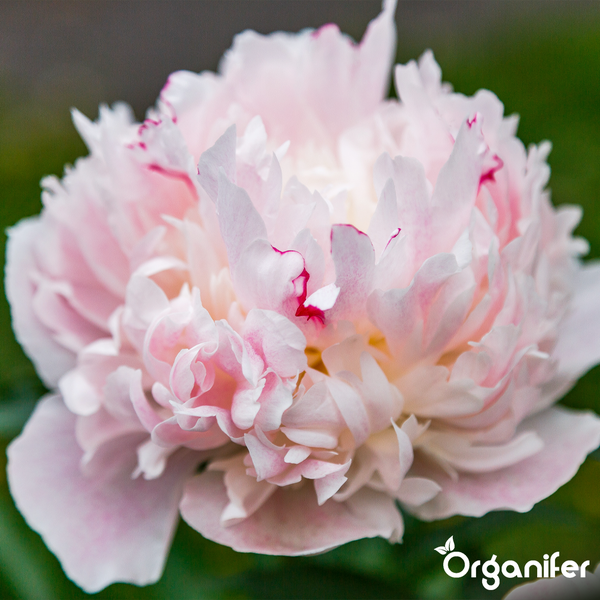 Blühende pinkfarbene Pfingstrose mit grünen Blättern. Organifer Logo.