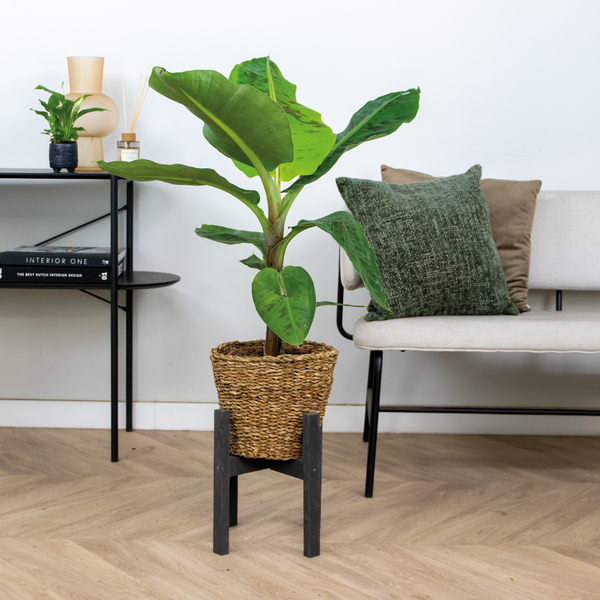 Bloomique - Musa Dwarf Cavendish - Bananenpflanze - Zimmerpflanzen - Luftreinigend - Tierfreundlich - 80-100 cm Hoch - In Seegraskorb 21 cm