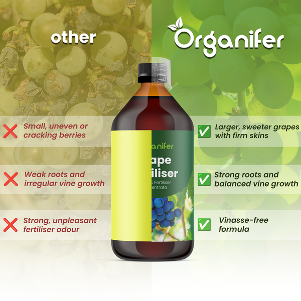 Organifer Logo. Vergleich von Traubendünger mit anderen Produkten. Vorteile: größere Trauben, starke Wurzeln und eine vinassefreie Rezeptur.