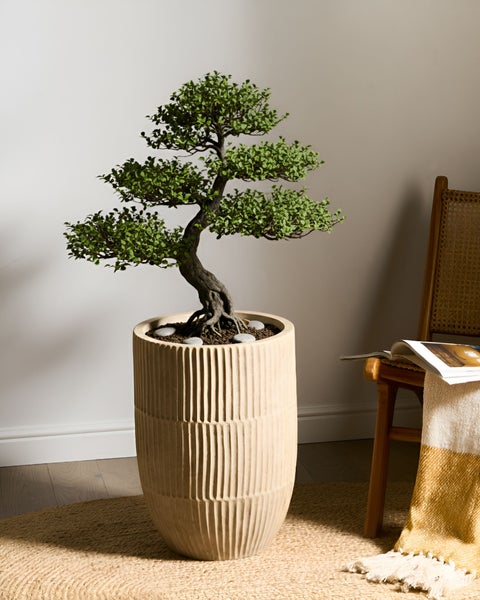Bonsai im gerillten Übertopf auf einem Teppich in einem Raum
