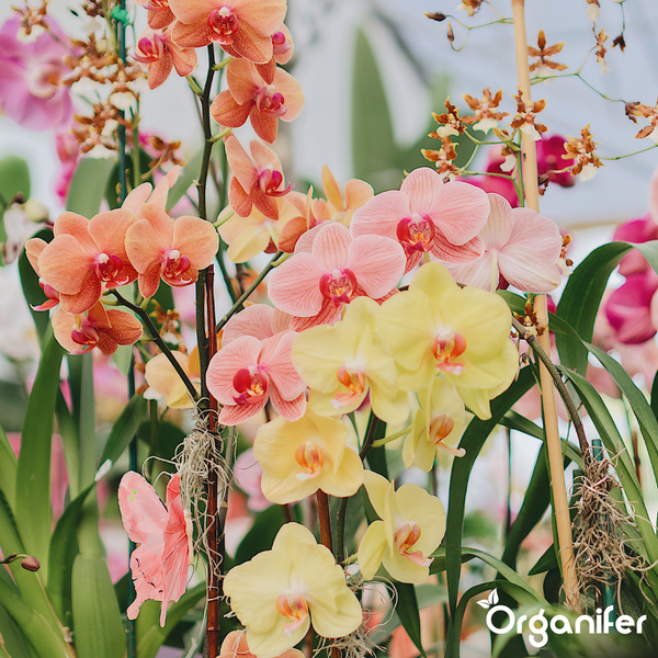 Blühende Orchideen Phalaenopsis in verschiedenen Farben mit grünen Blättern und Stützstäben. Organifer Logo.