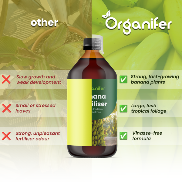 Organifer Bananendünger: Vergleich zeigt Vorteile wie starkes Wachstum, üppiges Laub und vinassefreie Rezeptur gegenüber schwacher Entwicklung.