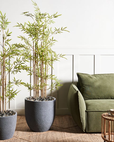 Zwei Bambuspflanzen in strukturierten Töpfen neben einem grünen Sofa