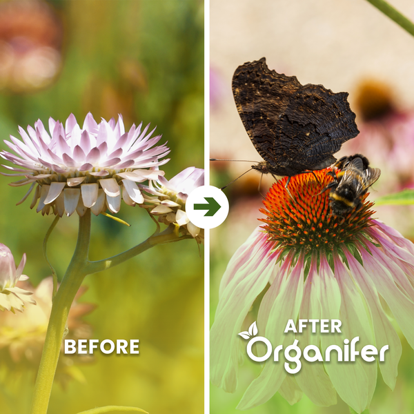 Vorher-Nachher-Vergleich: blasse Blume versus kräftiger Sonnenhut mit Schmetterling und Biene. Organifer Logo.