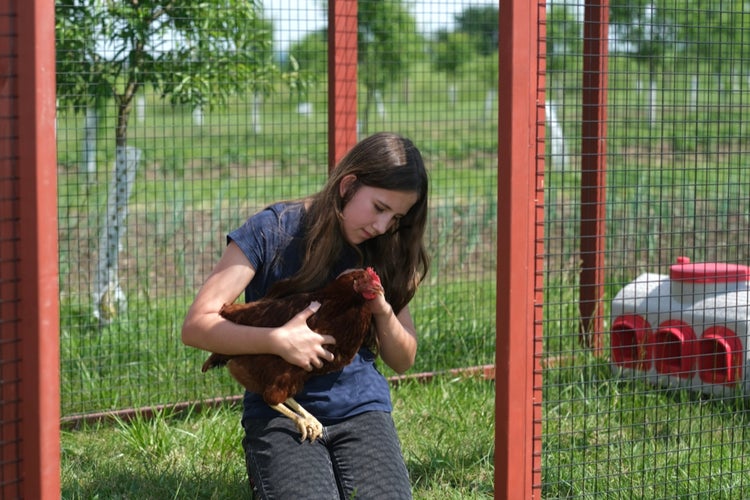 Hühnerauslauf XL EZ Chicken Home Rot 408 x 300 x 154cm Hergestellt in EU