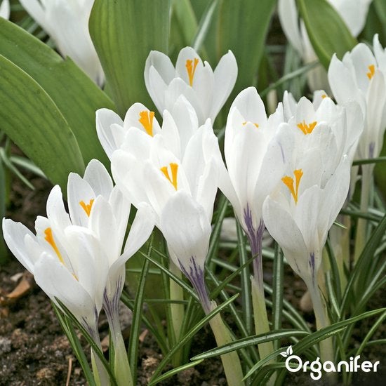Gruppe von weißen Krokussen mit grünen Blättern