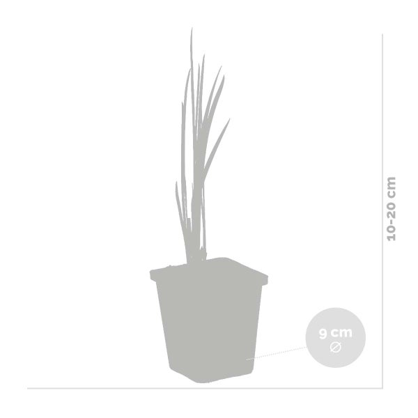Acorus Calamus – Süßwassermelone – Teichpflanze – Pflegeleicht – Zone 2-3 – ⌀09 cm – ↕10-20 cm