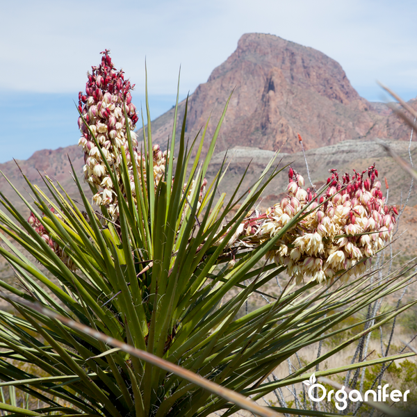 Blühende Yucca-Pflanze mit spitzen Blättern und weiß-roten Blüten vor einer Bergkulisse im Hintergrund, Organifer Logo.
