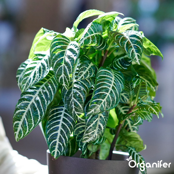 Zebrapflanze Aphelandra squarrosa mit gemusterten Blättern in einem Topf. Organifer Logo.