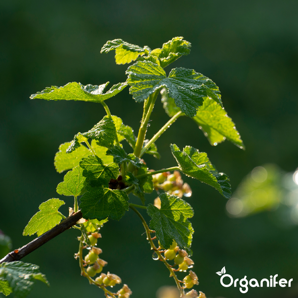 Johannisbeerpflanze mit grünen Blättern und jungen Beeren, Organifer Logo.