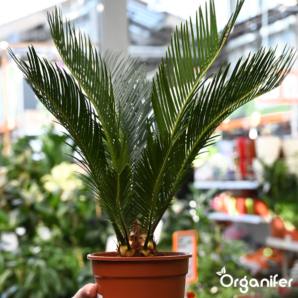 Nahaufnahme der Krone einer Palme mit grünen Wedeln und gelben Blütenständen. Organifer Logo.