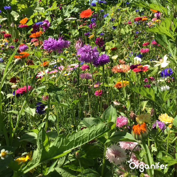 Schnittblumen-Saatgutpaket - 20 Arten - Organifer