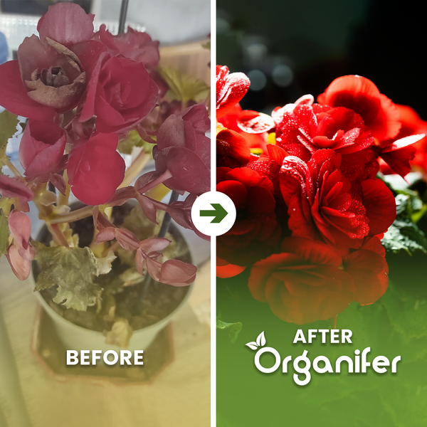 Wirkungsvergleich von Organifer auf eine Begonie. Links eine verwelkte Pflanze, rechts eine gesund blühende Pflanze. Organifer Logo.