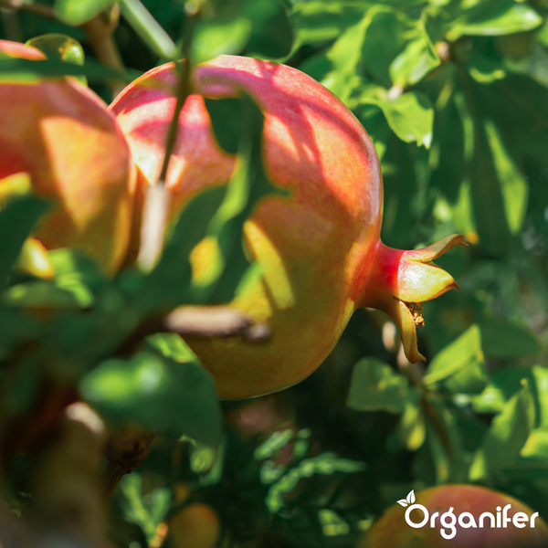 Vergleich von Organifer Granatapfel-Dünger mit anderen Produkten für feste Früchte, starke Wurzeln und vinassefreie Formel. Organifer Logo.