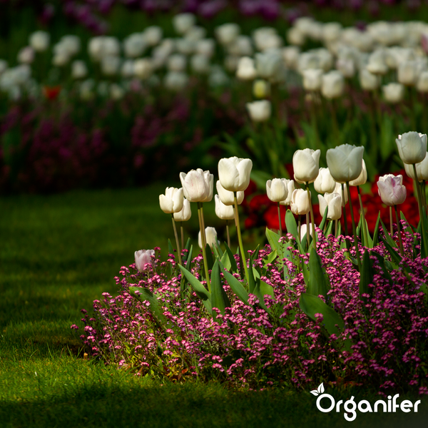 Blumenbeet mit Tulpen und kleinen Bodendeckern auf einer Rasenfläche. Organifer Logo.