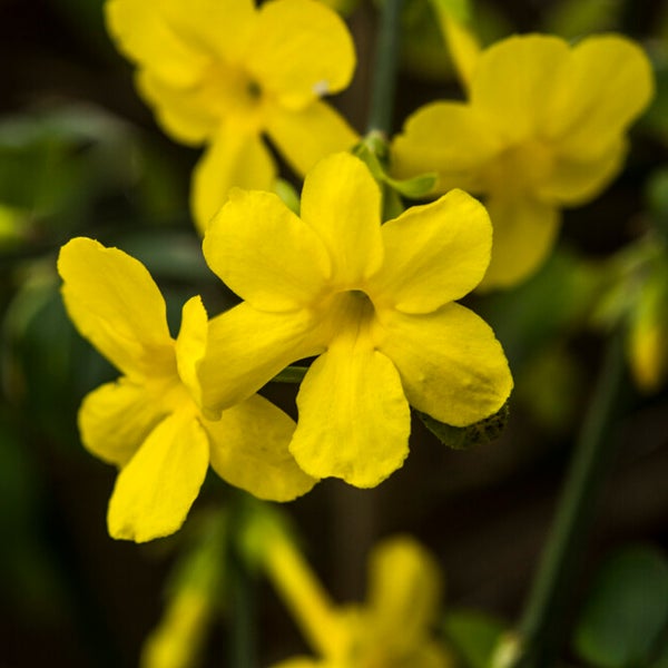 Bloomique - 2er-Set - Jasminum nudiflorum - Winterjasmin - Gelb - Kletterpflanzen - Gartenpflanzen - Winterhart - Topf 15 cm - 70-80 cm hoch