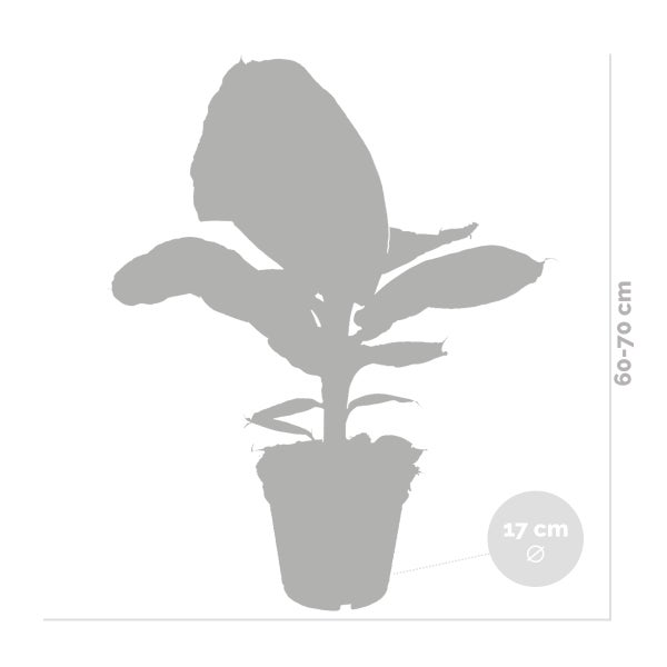 Bloomique - Musa Oriental Dwarf - Bananenpflanze - Zimmerpflanzen - Pflegeleicht - Haustierfreundlich - Höhe 60-70 cm - Topf 17 cm