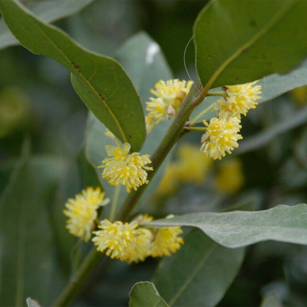 2x Laurus Nobilis Stängel - Küchenlorbeer - Strauch - Immergrün - ⌀21 cm - 90-100 cm