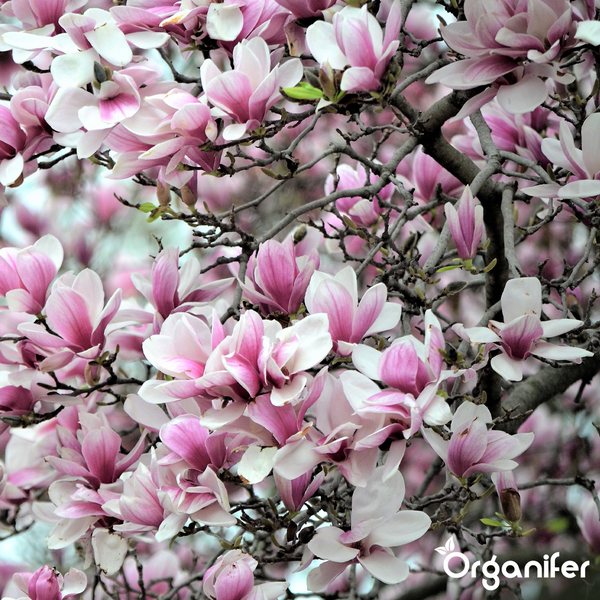 Blühende Magnolie mit vielen rosa-weißen Blüten an den Zweigen. Organifer Logo.