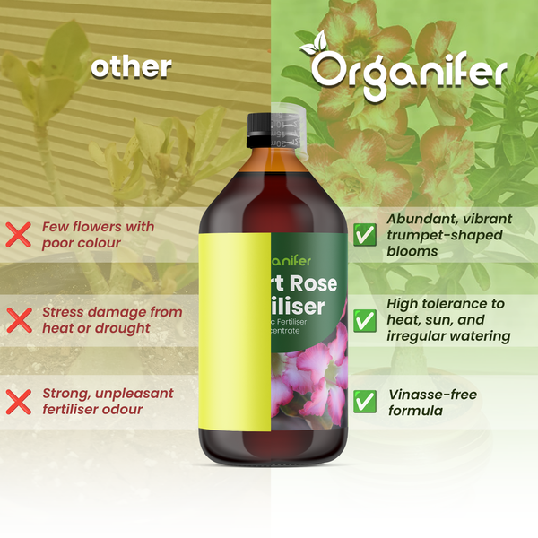 Organifer Wüstenrosen-Dünger im Vergleich zu anderen Düngern. Vorteile: reiche Blüte, Hitzetoleranz und vinassefreie Formel. Organifer Logo.