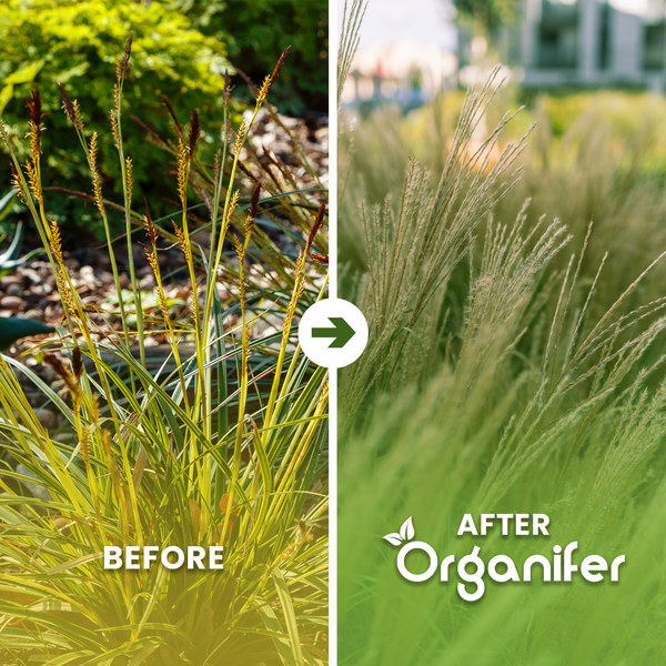 Vorher-Nachher-Vergleich von Ziergras mit Organifer Dünger: von spärlichem Wuchs zu dichtem, gesundem Gras im Garten. Organifer Logo.