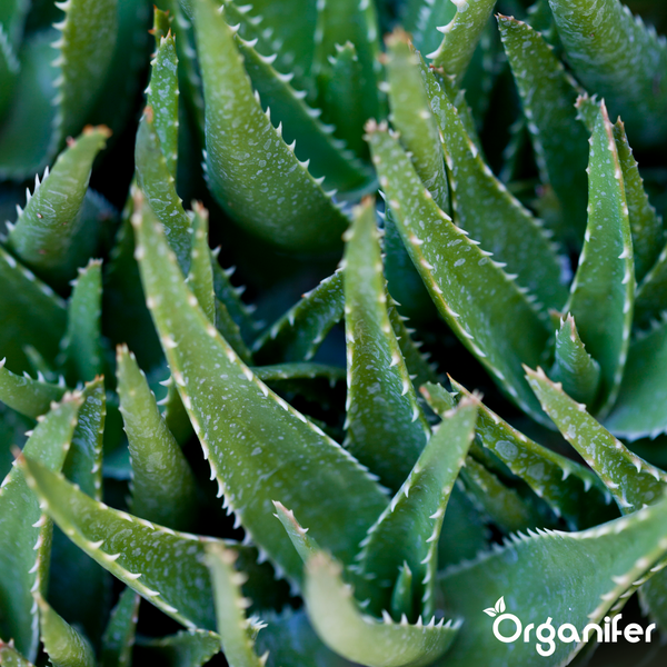 Aloe Vera Pflanze in einem Tontopf mit Organifer Logo.