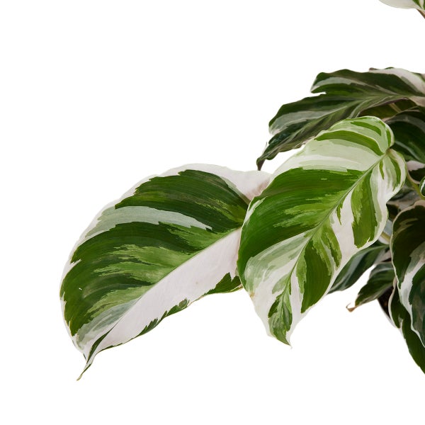 Bloomique - Calathea White Fusion - Korbmarante - Zimmerpflanzen - Pflegeleicht - Luftreinigend - Höhe 40-50 cm - Topf 14 cm