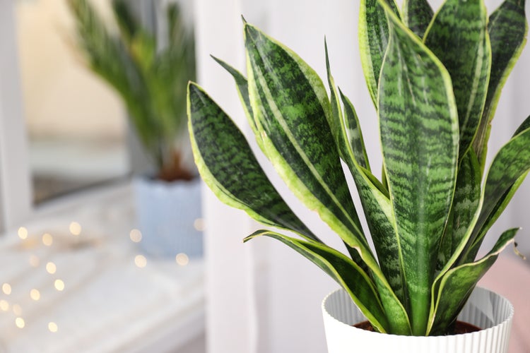 Bloomique - Sansevieria Black Coral - Schwiegermutterzunge - Bogenhanf - Zimmerpflanzen - Luftreinigend - Sehr pflegeleicht - 20-30 cm Hoch - Topf 12 cm