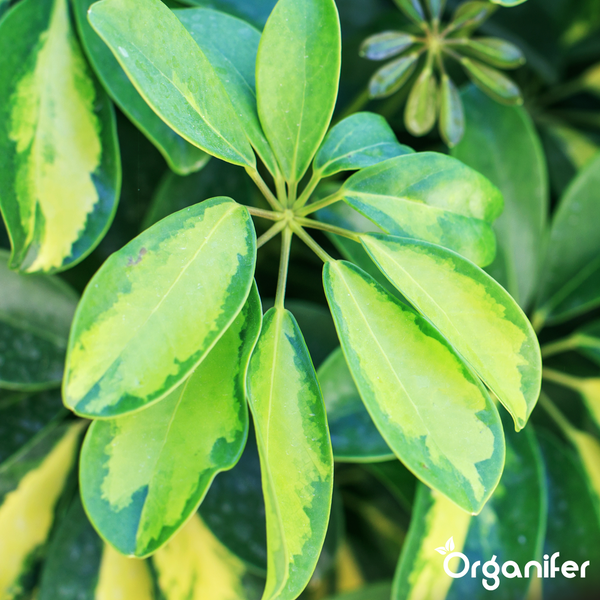 Nahaufnahme einer Schefflera-Pflanze mit panaschierten Blättern und Organifer Logo.