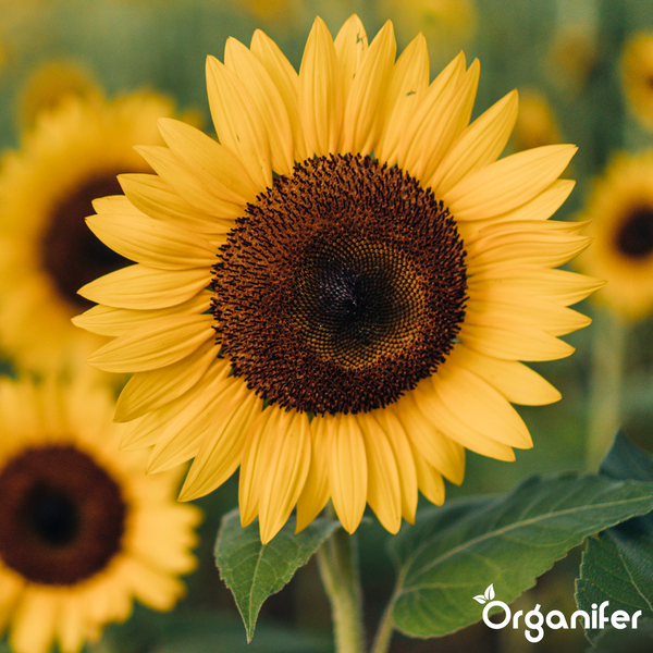 Nahaufnahme einer Sonnenblume mit gelben Blütenblättern und dunkler Mitte, Organifer Logo