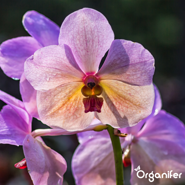 Nahaufnahme einer blühenden Orchidee mit Organifer Logo.