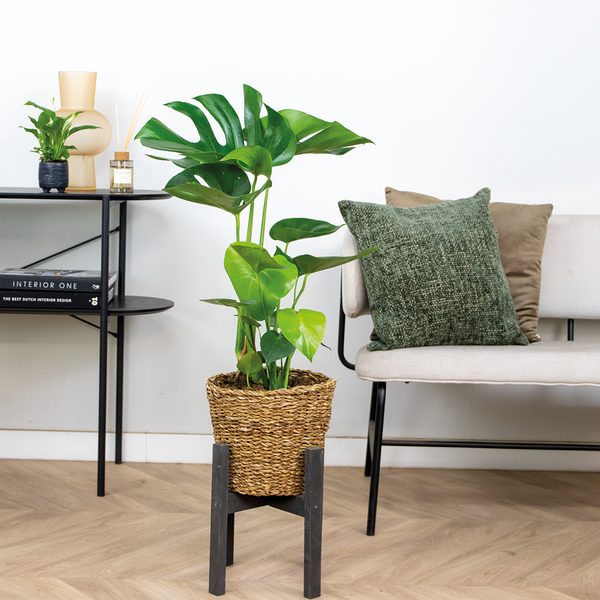 Bloomique - Monstera Deliciosa - Fensterblatt - Zimmerpflanzen - Pflegeleicht - Luftreinigend - Höhe 70-80 cm - Mit Rattan Korb 21 cm