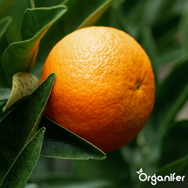 Nahaufnahme einer Orange an einem Zitrusbaum mit Blättern, Organifer Logo.