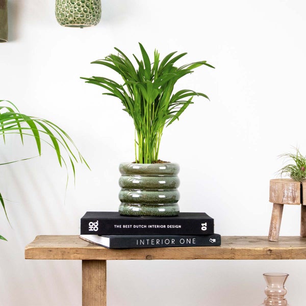 Bloomique - Dypsis Lutescens - Goldfruchtpalme - Areca Palme - Zimmerpflanzen - Pflegeleicht - Haustierfreundlich - Höhe 40-50 cm - Topf 14 cm