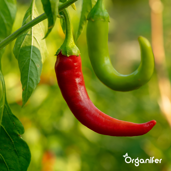 Biologisches Gemüsesaatgutpaket - 19 Arten - Organifer