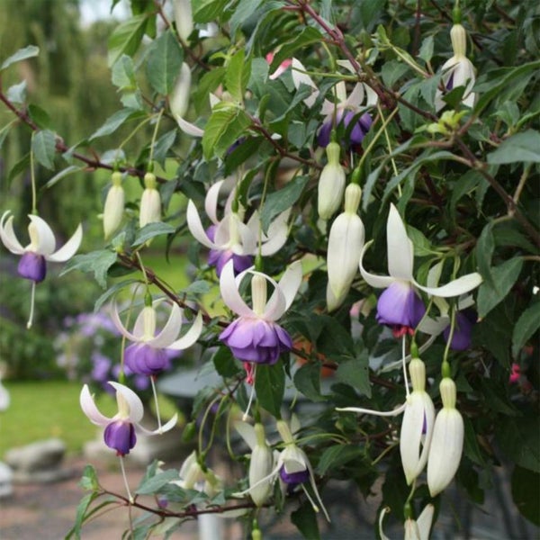 Bloomique - 3er-Set - Fuchsia Delta Sarah - Glockenpflanze - Gartenpflanzen - Winterhart - ⌀9 cm - 15-25 cm
