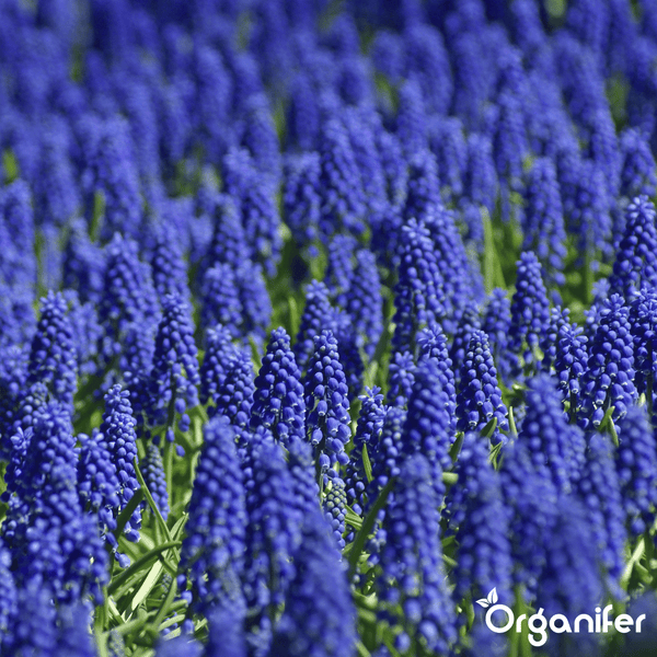 100 Muscari Armeniacum Zwiebeln (XXL-Zwiebelgröße 9/10 cm) - Organifer