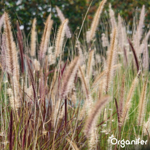 Nahaufnahme von Pennisetum Lampenputzergras mit flauschigen hellbraunen und dunkelroten Blütenständen und Organifer Logo.