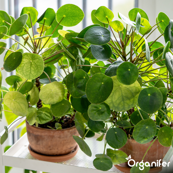 Pilea peperomioides Zimmerpflanzen in Terrakottatöpfen auf einem weißen Regal. Organifer Logo.