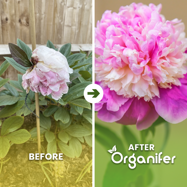 Gefüllte rosa Pfingstrose in voller Blüte mit Organifer Logo.