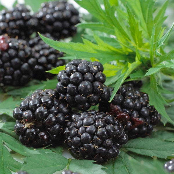 Bloomique - 2x Rubus Fruticosus 'Thornfree' - Brombeerstrauch - Obstpflanzen - Gartenpflanzen - Winterhart - ⌀14 cm - Höhe 60-70 cm
