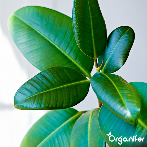 Gummibaum Ficus elastica in einem Terrakottatopf mit großen Blättern. Weitere Zimmerpflanzen im Hintergrund. Organifer Logo.