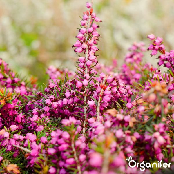 Vergleich von Organifer Flüssigdünger mit anderen Produkten für dichte Blüten, kräftige Wurzeln und ohne Vinasse. Organifer Logo.