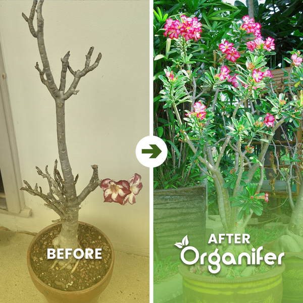 Rote Wüstenrose Adenium mit gewellten Blütenblättern und Organifer Logo.